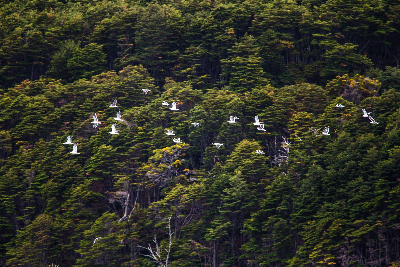 Programa intensivo de licitaciones